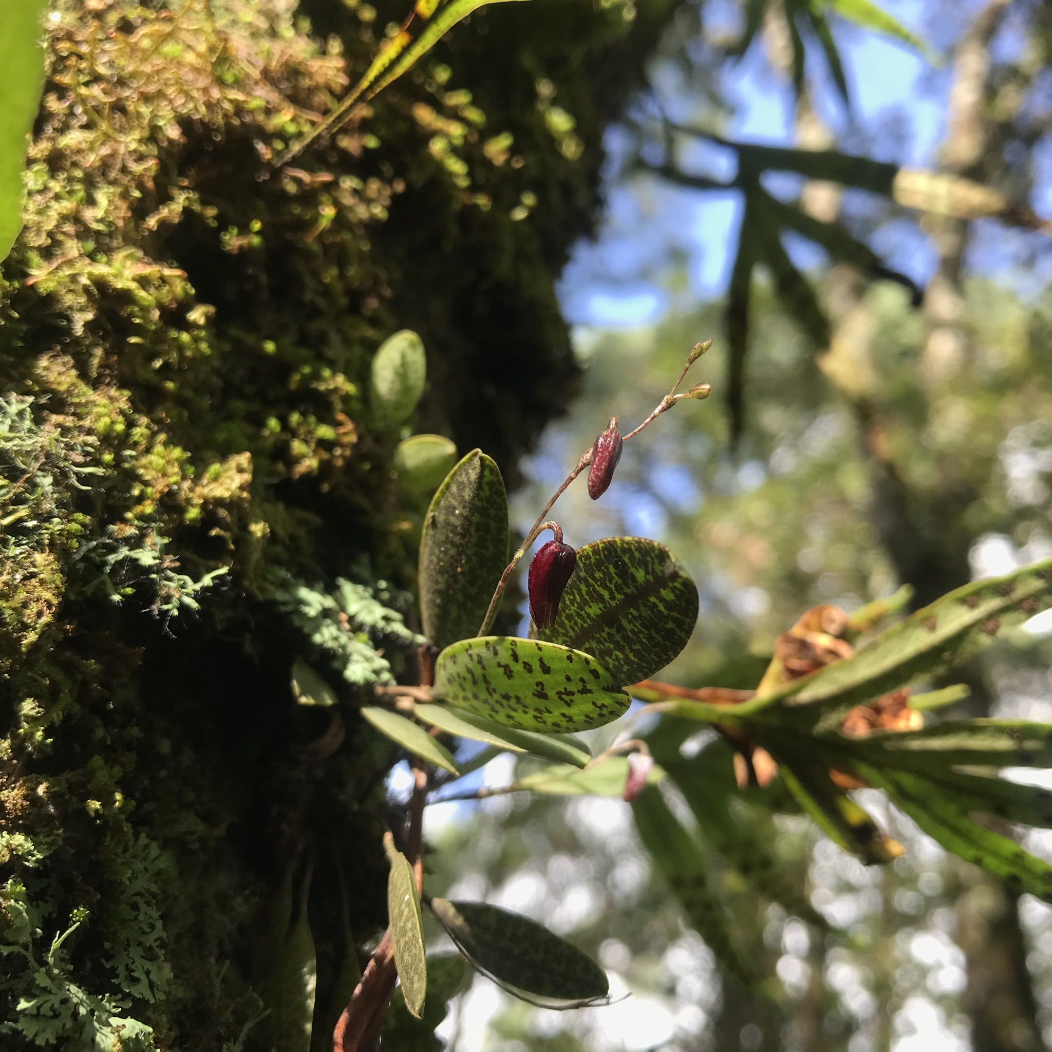 Stelis resupinata